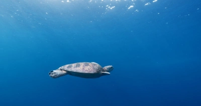 «Мир безмятежности»: Сериал-медитация, озвученный российскими звездами