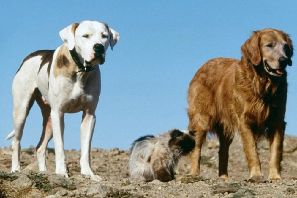 13 лучших котиков из фильмов и сериалов