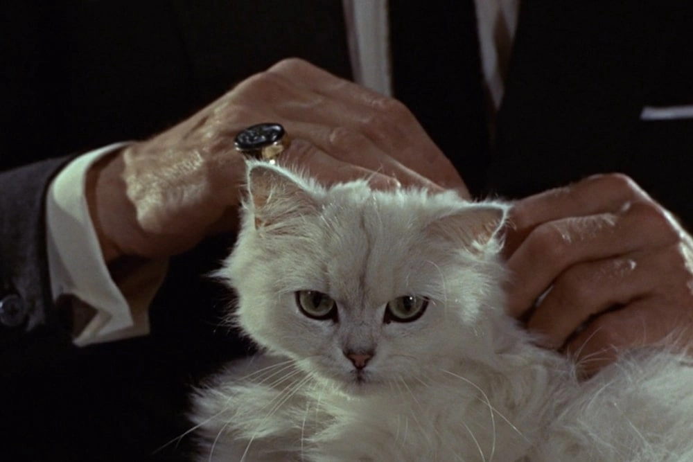 13 лучших котиков из фильмов и сериалов