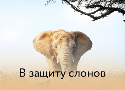 Изображение премьеры